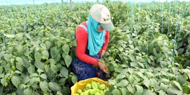 Mersin'de çiftçiler, biber fiyatlarından dertli