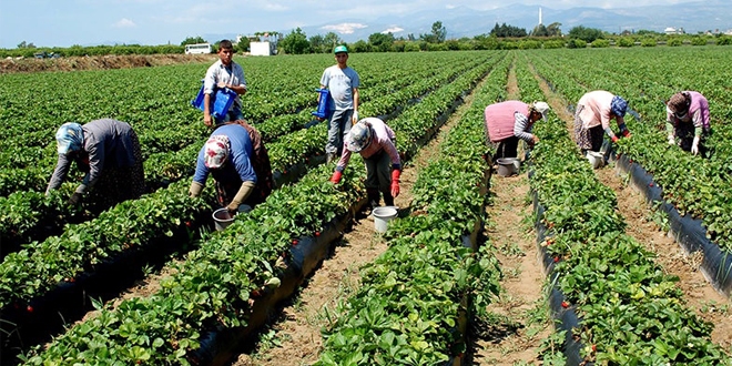 Tarımda 5,5 milyon kişi 120 milyon ton ürün üretiyor