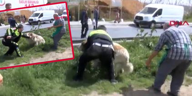 Tutanak tutmaya gelen polise köpek saldırdı