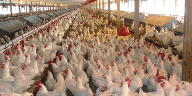 58 ülkeye Türk tavuğu