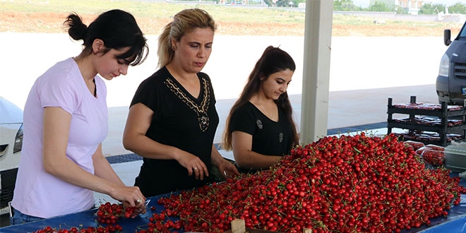 Manisa kirazı pazardaki yerini aldı
