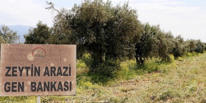 Zeytin �e�itlerine 'gen bankas�' g�vencesi