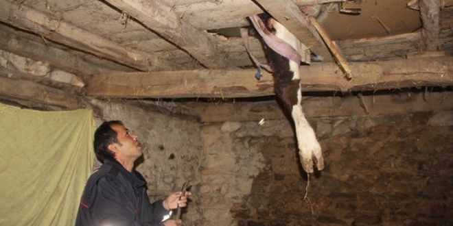 Evin içinde inek kurtarma operasyonu