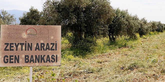 Zeytin çeşitlerine 'gen bankası' güvencesi