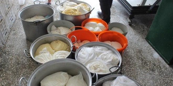 100 ton peynir �retiyorlar: Patentli �retici yok