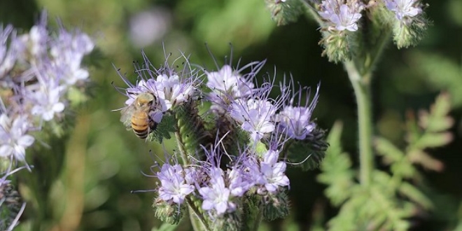 Ar� otu bitkisiyle �l�mlerin �n�ne ge�ilecek