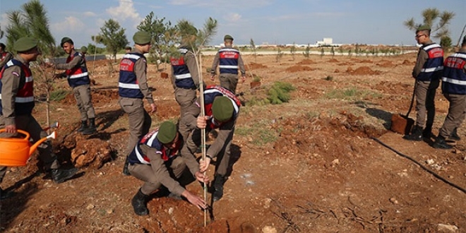 Zeytin Dal� Harekat�'n�n ilk �ehidi i�in hat�ra orman