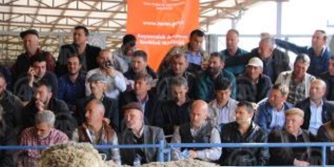 Damızlık koçlar dana fiyatına satıldı