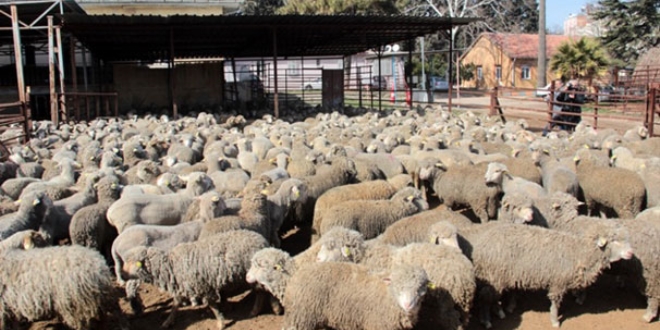 300 koyun projesi rnak'ta balyor