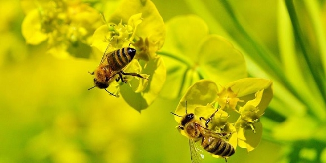 Ar�lara zararl� zirai maddeleri yasaklad�lar