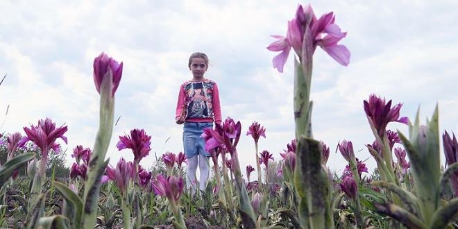 'Salep orkidesinde Trkiye marka olacak'