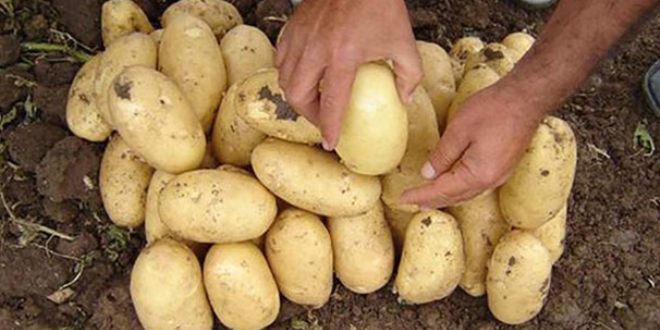 Yerli patates tohumu retimi balyor