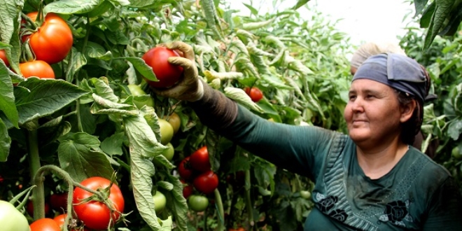Rusya'n�n karar� domates �reticisinin y�z�n� g�ld�rd�