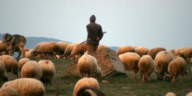 Kars'ta hayvan otlatma kavgası: 5 yaralı