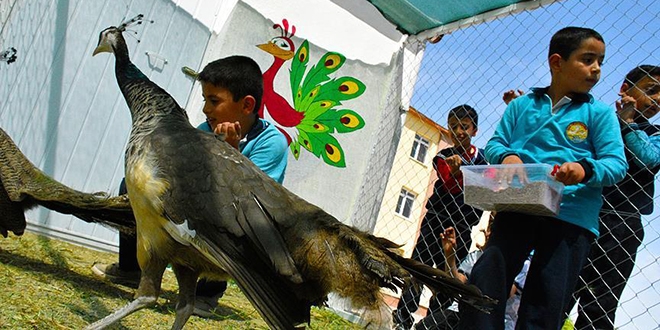 Tarım ve hayvanlarla iç içe eğitim
