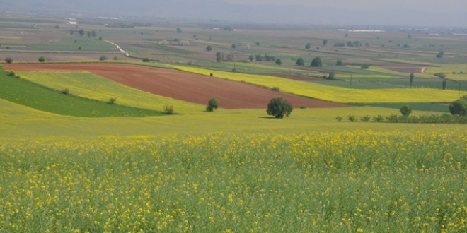 Kanola dalga dalga yayılıyor