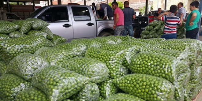 Erik piyasas� 3,5 lira ile a��ld�