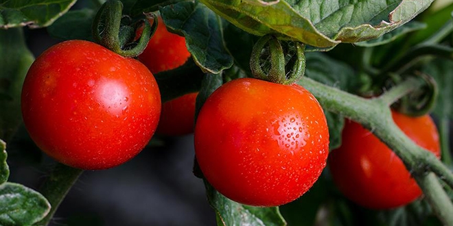 Rusya'ya domates ihracatnda yeni dnem balad