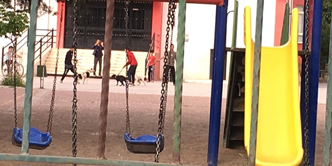 Okul bahçesindeki köpek dövüşü tepki çekti