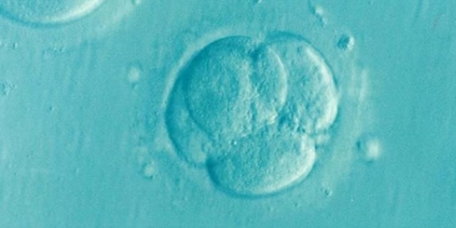 Laboratuvar ortamnda embriyo benzeri yaplar retildi