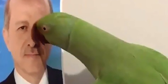 Cumhurbaşkanını seçen papağan fenomen oldu