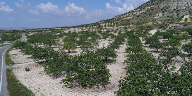 Antep fıstığında rekoltede düşüş fiyatı yükseltti