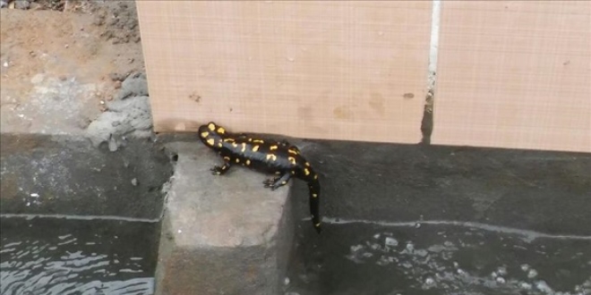 Benekli semender ve yavruları doğaya bırakıldı