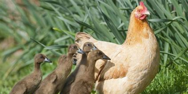 Tavuk, ördek yavrularına annelik yapıyor
