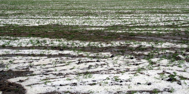 Yozgat'ta dolu ekili alanlara zarar verdi