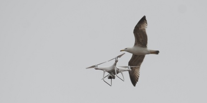 Martıların drone ile imtihanı