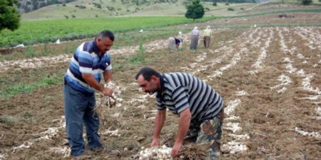 Sarımsak hasadında 15 bin tarım işçisine iş imkanı