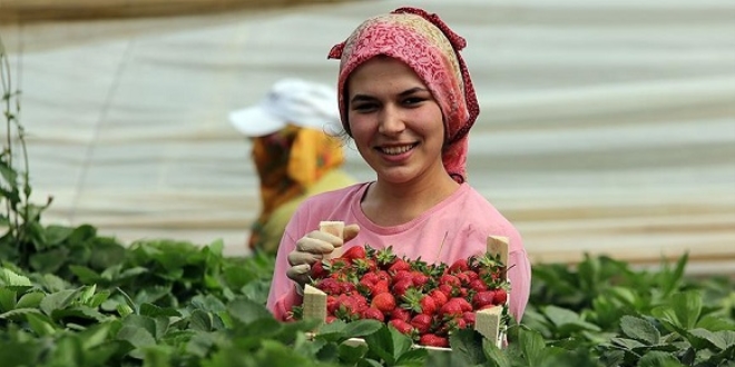 �ilek �reticisi ihracatla sevindi