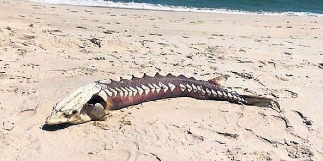 245 milyon y�l �nce ya��yorlard�: K�y�ya vurdu