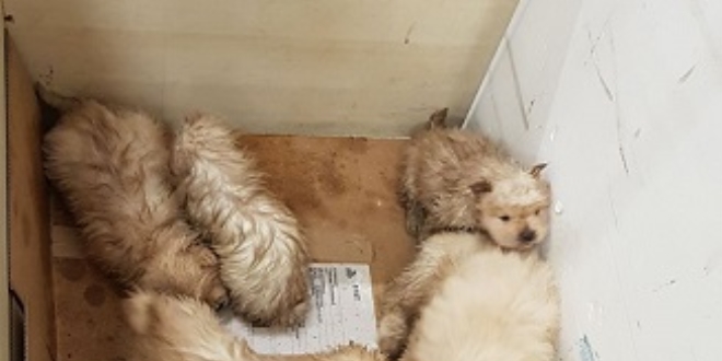 Yavru k�pekler otomobilin motorunda yakaland�