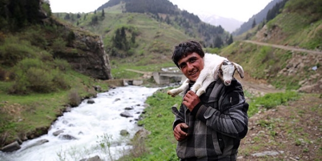 Rize'ye ithal çoban