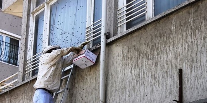 Sakarya'da arılar kent merkezine indi! Esnaf kapıları kapattı