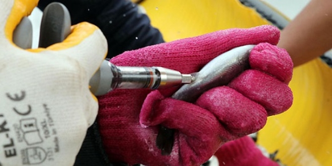 E�itimlerini s�rd�rebilmek i�in bal�k a��l�yorlar