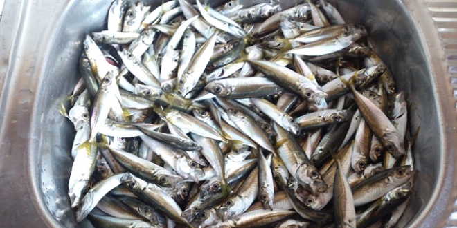 Bal�kta fiyat pahal�l��� s�r�yor