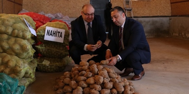 Yerli patates yurt dışına açılıyor