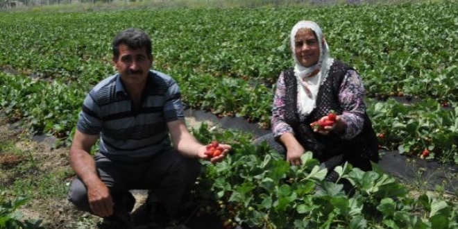 Patatesi bıraktı, çilek üretimiyle yüzü güldü
