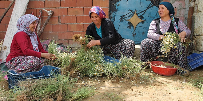 Papatya geçim kaynakları oldu