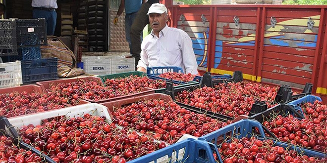 'Açık artırma' ile kiraz satışı