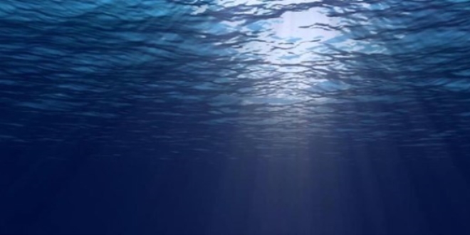 Nano plastikler denizdeki organizmalarda birikiyor