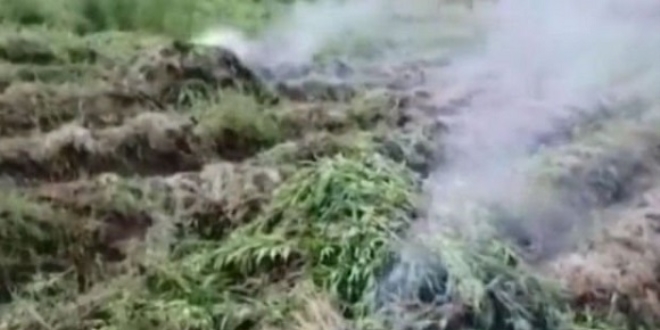 Diyarbak�r'da yakla��k 10 milyon TL de�erinde hint keneviri ele ge�irildi