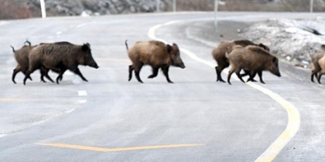 Bodrum'da a� kalan domuz s�r�s� merkeze indi