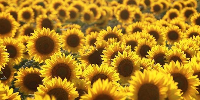 Ayçiçeği tohumunda gümrük vergisi düşürüldü