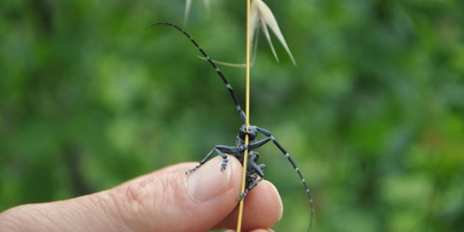 Karadeniz f�nd���na 'Drakula' tehdidi