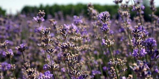 Lavanta ya��n�n litresi 100 avrodan sat�l�yor