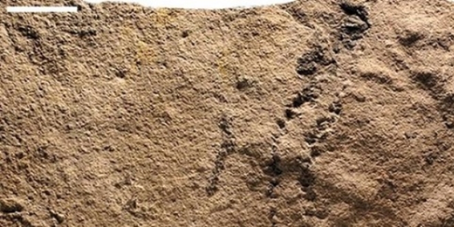 in'de dnyann en eski hayvannn ayak izi bulundu