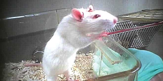 Demansl farelerde ila tedavisiyle iyiletirildi